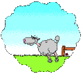 anim11.gif